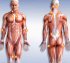 Fibromiyaljide Fizik Tedavinin Rolü ve Önemi