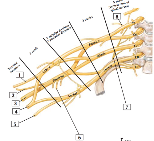Brakial Pleksus’ta Egzersizin Önemi