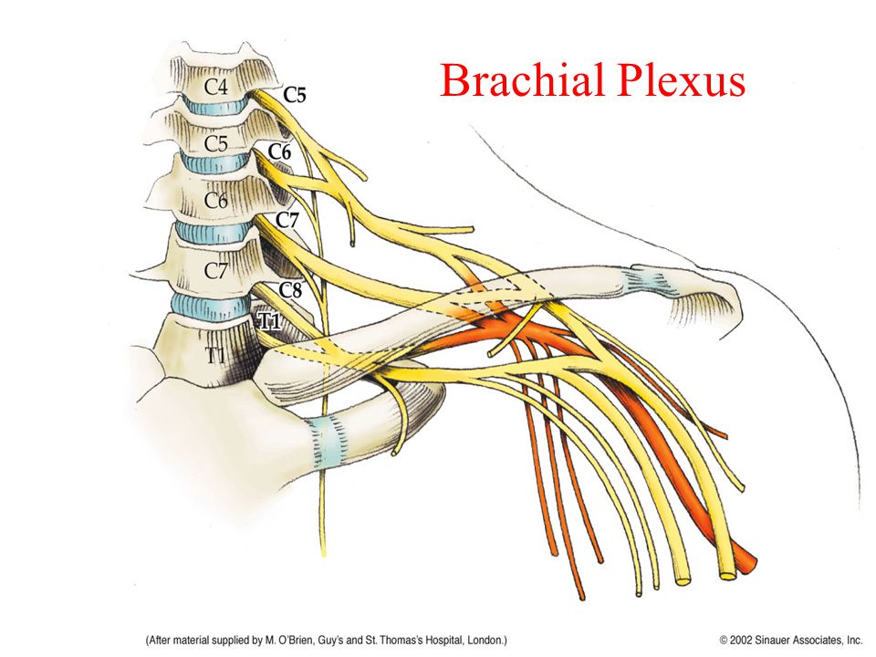Brakial Pleksus Yaralanmalarında Erken Müdahalenin Önemi