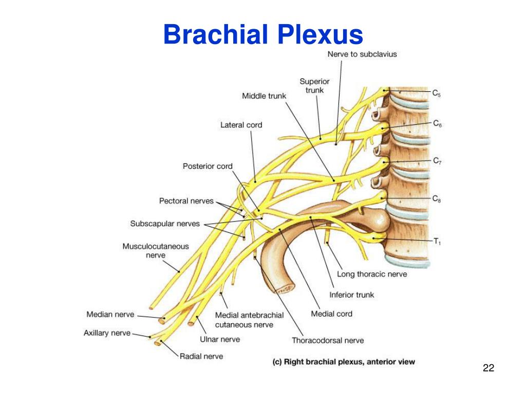 Çocuklarda Brakial Pleksus Bozukluğu ve Robotik Rehabilitasyonun Önemi