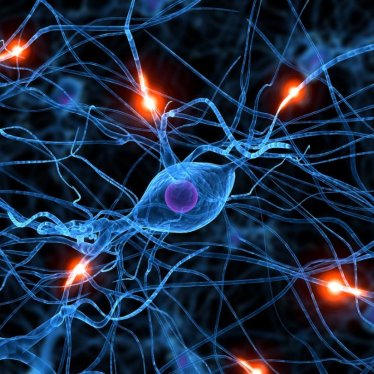 Beyin-Sinir Bağlantısını Güçlendiren Rehabilitasyon Yaklaşımları Nelerdir?