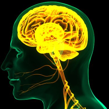 Beyin-Sinir Bağlantısını Güçlendiren Rehabilitasyon Yaklaşımları Nelerdir?