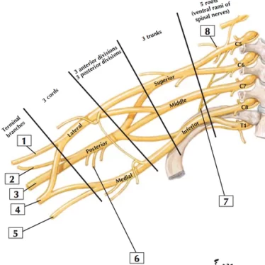 Brakial Pleksus’ta Egzersizin Önemi