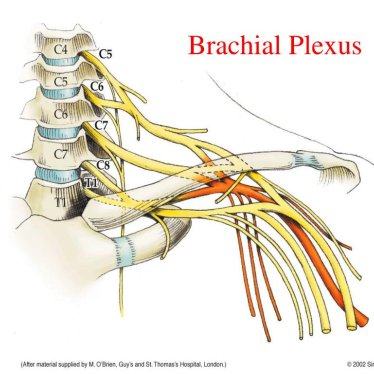 Brakial Pleksus Yaralanmalarında Robotik Rehabilitasyon