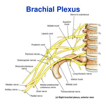 Çocuklarda Brakial Pleksus Bozukluğu ve Robotik Rehabilitasyonun Önemi