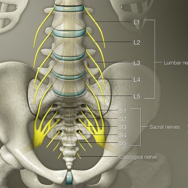 Lumbosakral Pleksus Bozuklukları: Nedenleri, Belirtileri ve Tedavisi